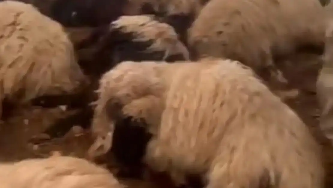 120 Koyun Havasızlıktan Telef Oldu
