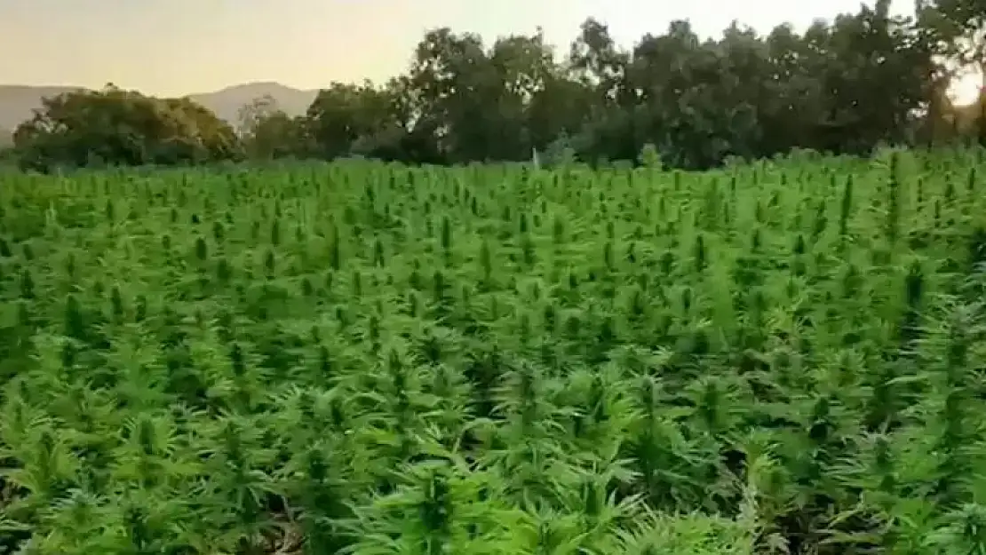 16 Milyon Kök Kenevir Bitkisi Ele Geçirildi
