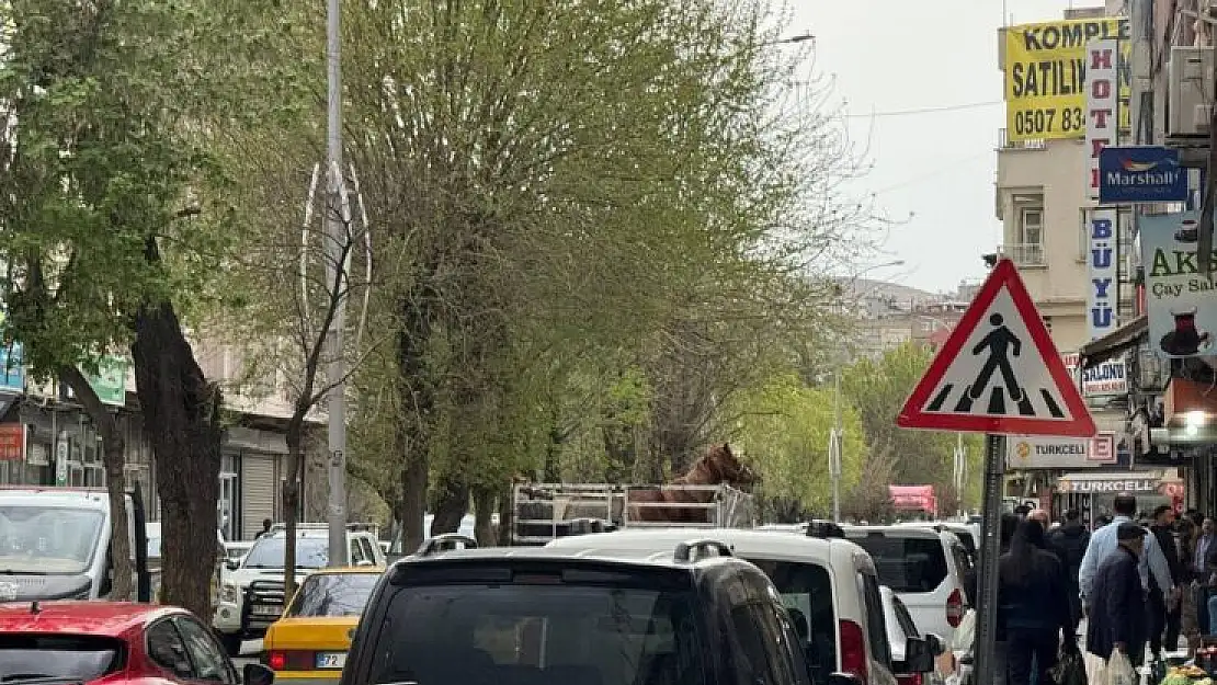 Atların Tehlikeli Yolculuğu!