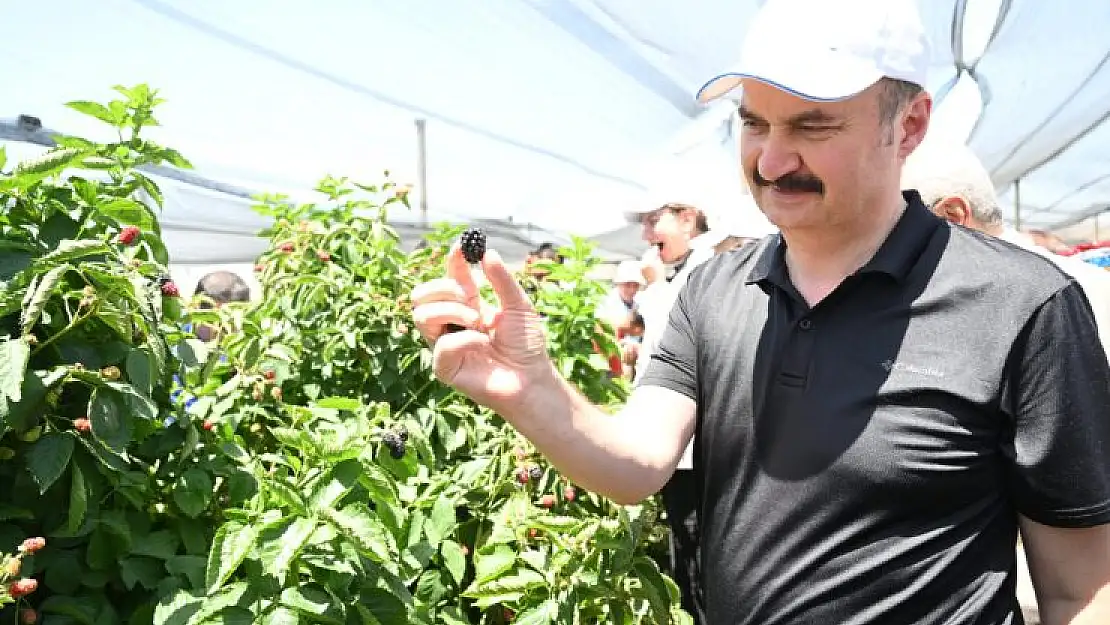 Batman Valisi de Kurtalan'da Böğürtlen Hasadına Katıldı