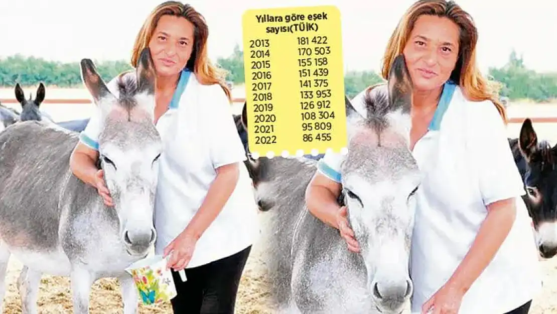Bu Eşekler Nerede?