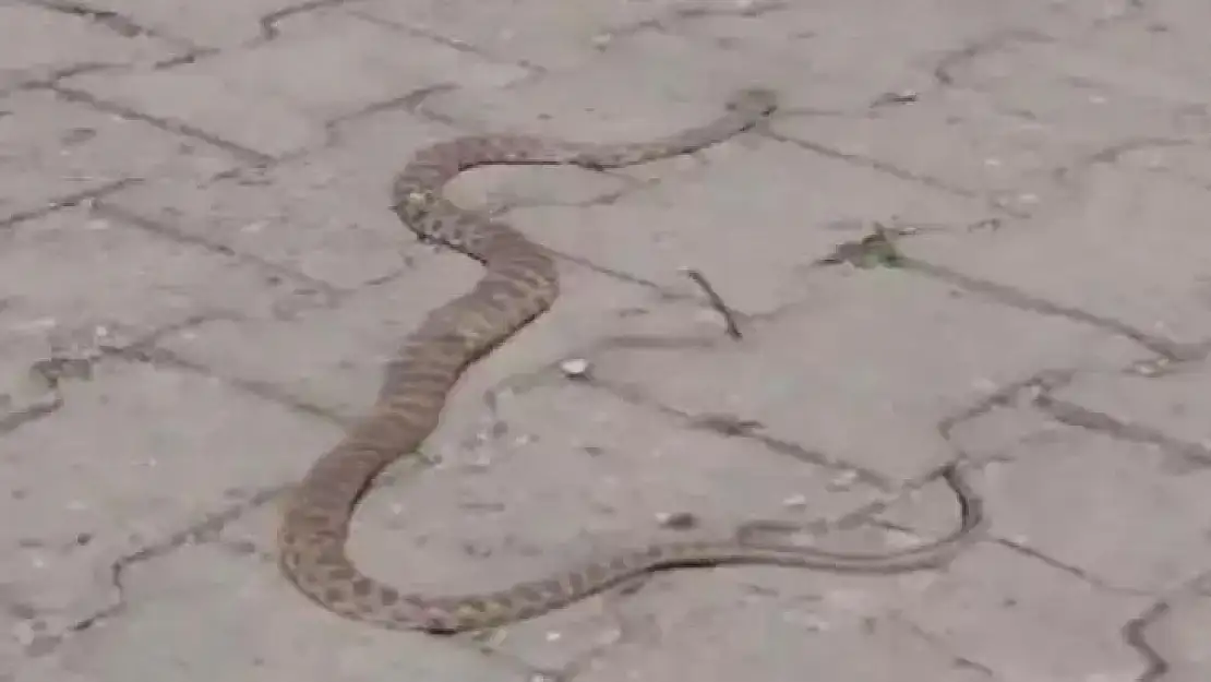 Caddede 1,5 Metre Uzunluğunda Yılan Görüntülendi