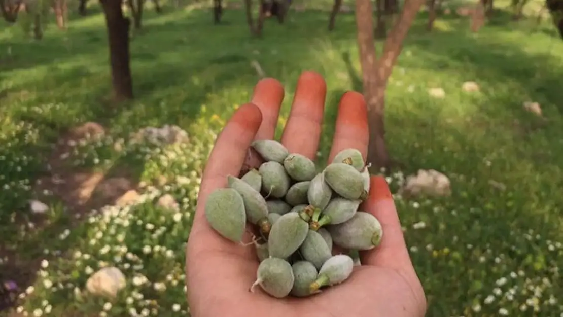 ÇAĞLA FİYATI EL YAKIYOR