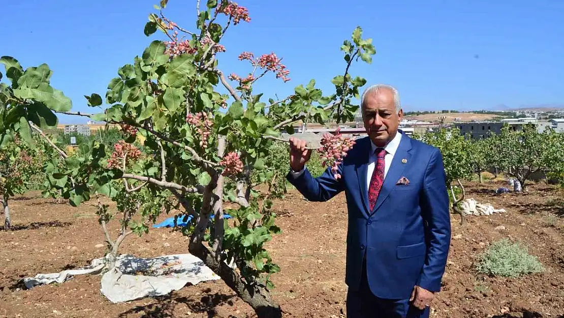 Diyarbakır'da Fıstık Hasadı Başladı Siirt'te Hasat Mevsimi Eylül Ayının Ortaları