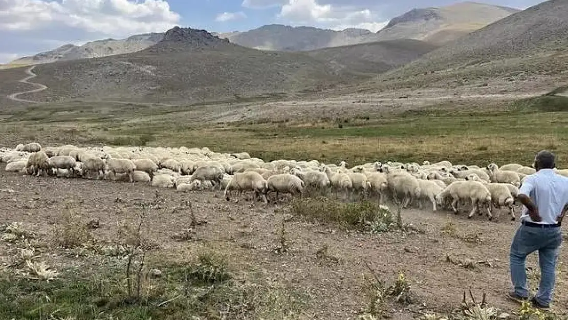Hayvan Yetiştiricileri İsyanda: 25 Bin Lira Maaşla Çoban Bulamıyorlar