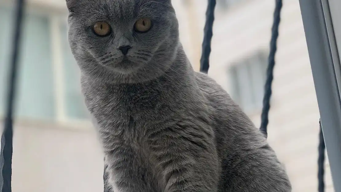 Kayıp Kedi Aranıyor!