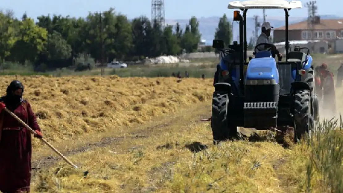 Kırmızı Mercimekte Hasat Başladı