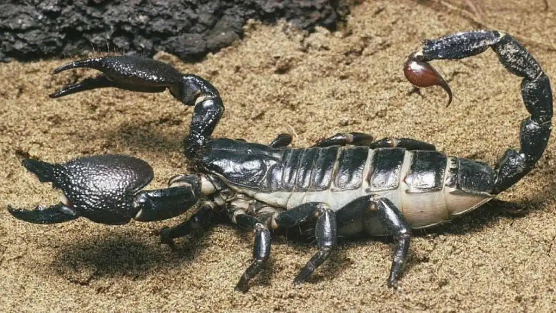KOLU BACAĞI KOPSA BACAĞININ YENİSİ ÇIKIYOR