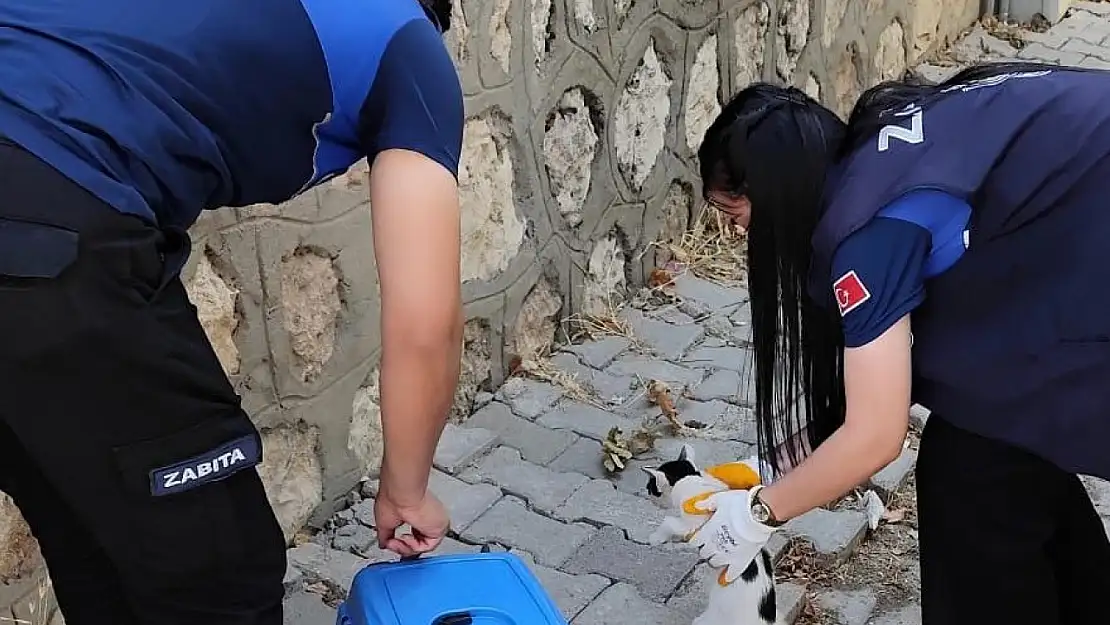 Kurtalan'da Minik Can Dost İçin Seferberlik