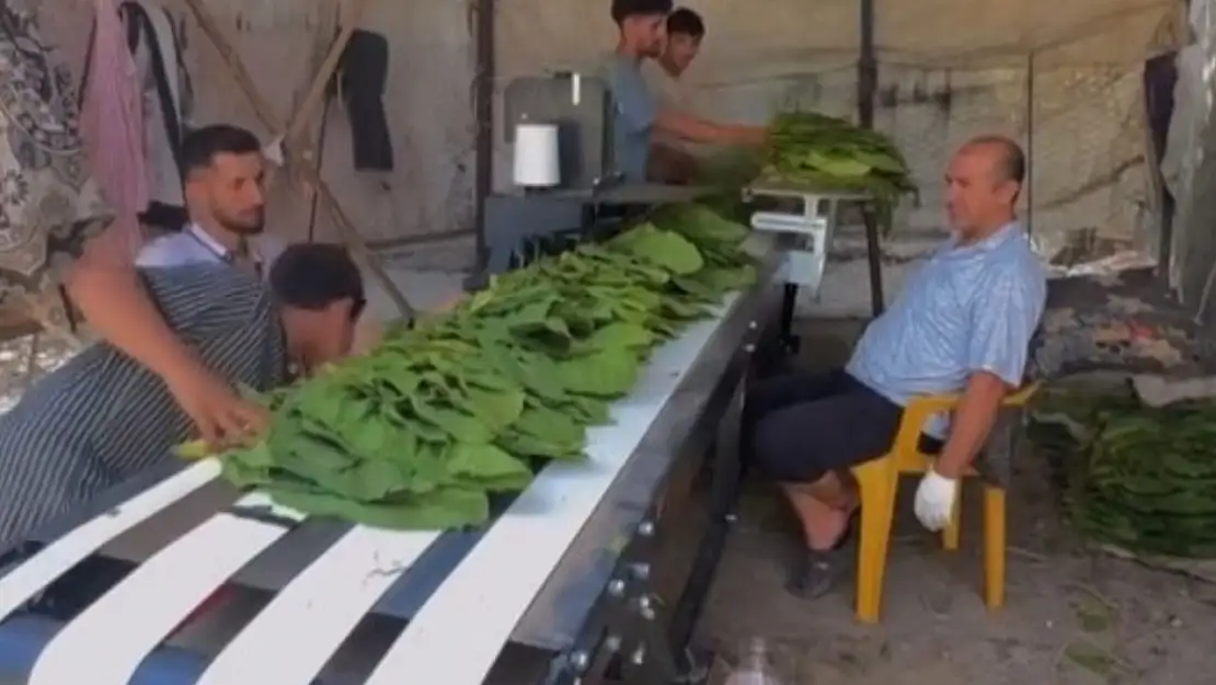 Kurtalan'da Tütün Hasadı Başladı: Çiftçiler Hasat Mesaisinde