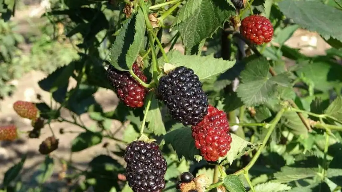 Kurtalan'da Böğürtlen Üretimi Yaygınlaştırılacak