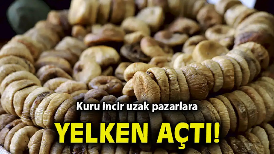 Kuru incir uzak pazarlara yelken açtı