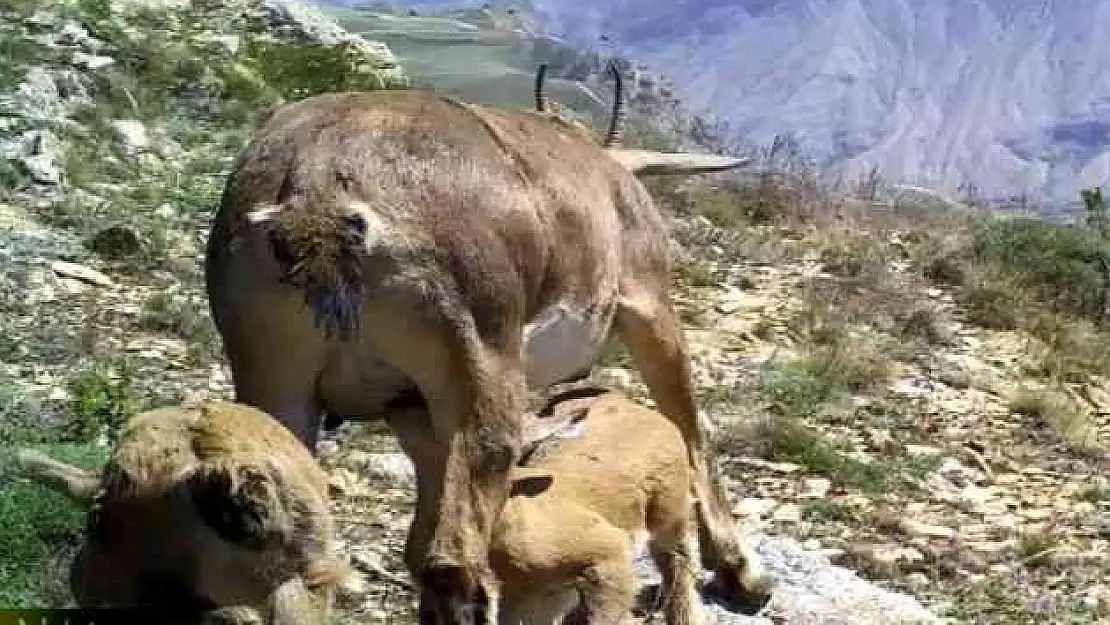 Nesli Tükenme Tehdidi Altında Olan Yaban Keçisi Yavrularını Emzirirken Görüntülendi
