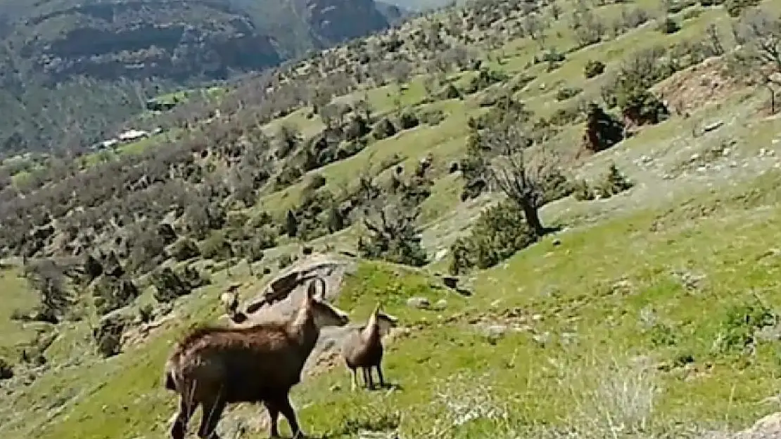 Nesli Tükenme Tehlikesinde Olan Yaban Keçileri Görüntülendi