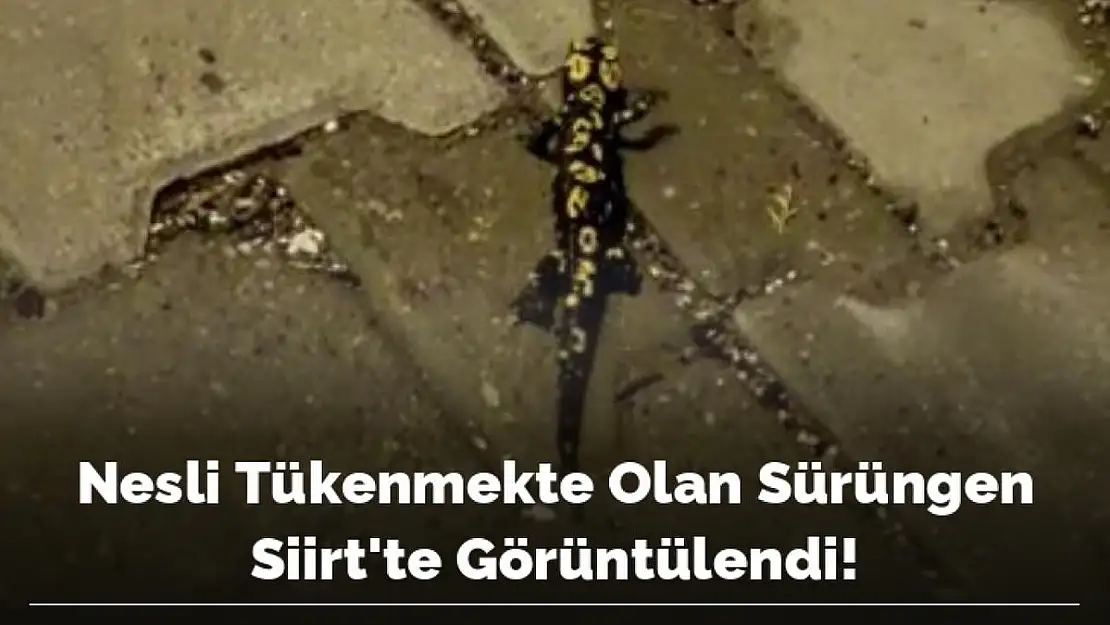 NESLİ TÜKENMEKTE OLAN SÜRÜNGEN SİİRT'TE GÖRÜNTÜLENDİ!