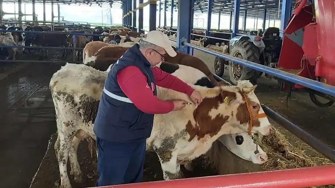 ŞAP HASTALIĞI İLE MÜCADELEDE KISITLAMALAR KALDIRILDI