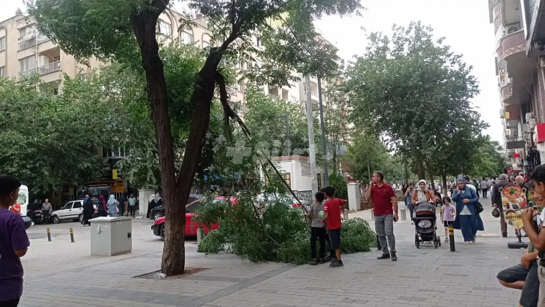 Şiddetli Rüzgâra Dayanamayan Ağaç Kırıldı