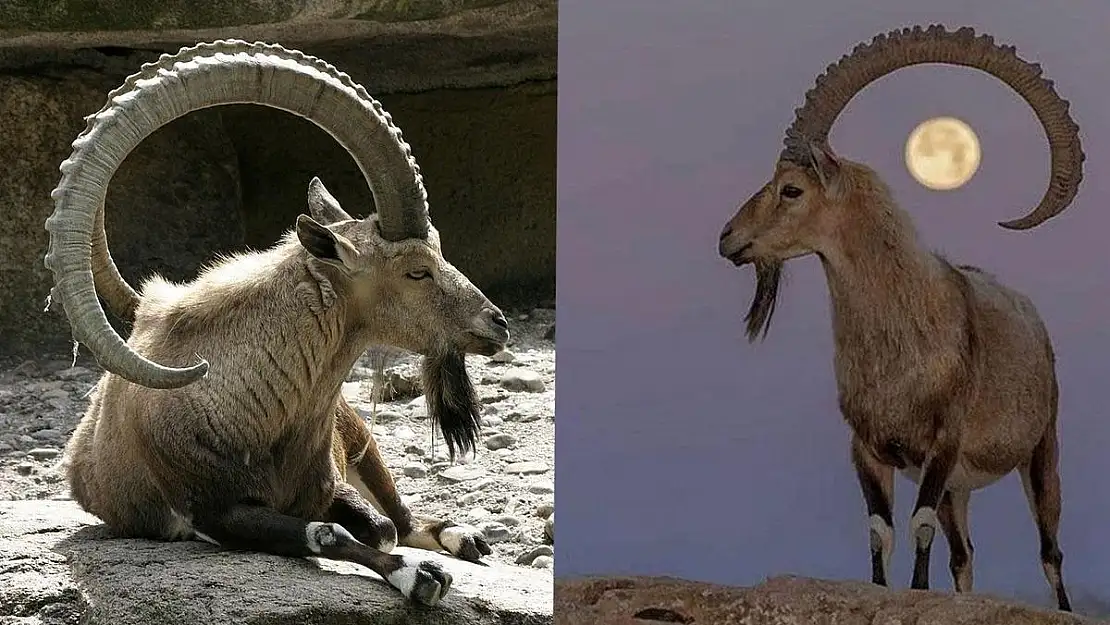 Siirt Barosu Yaban Keçilerinin Avlanma İhalesine Karşı Dava Açtı