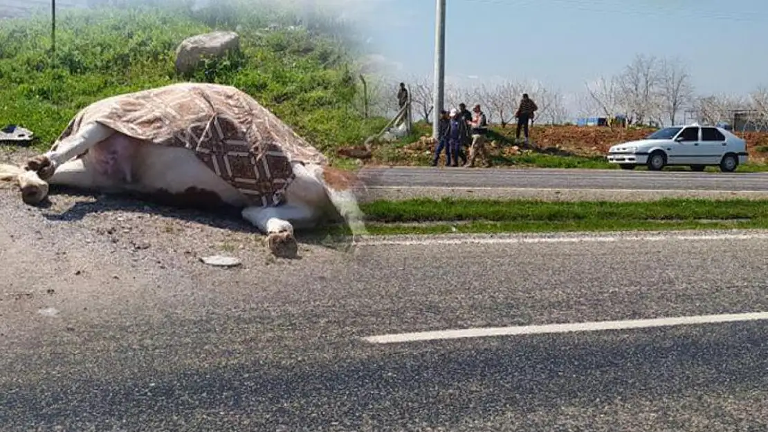 SİİRT-BATMAN KARAYOLUNA ANİDEN YOLA ATLAYAN İNEĞE OTOMOBİL ÇARPTI! İNEK ÖLDÜ, SÜRÜCÜ YARALANDI