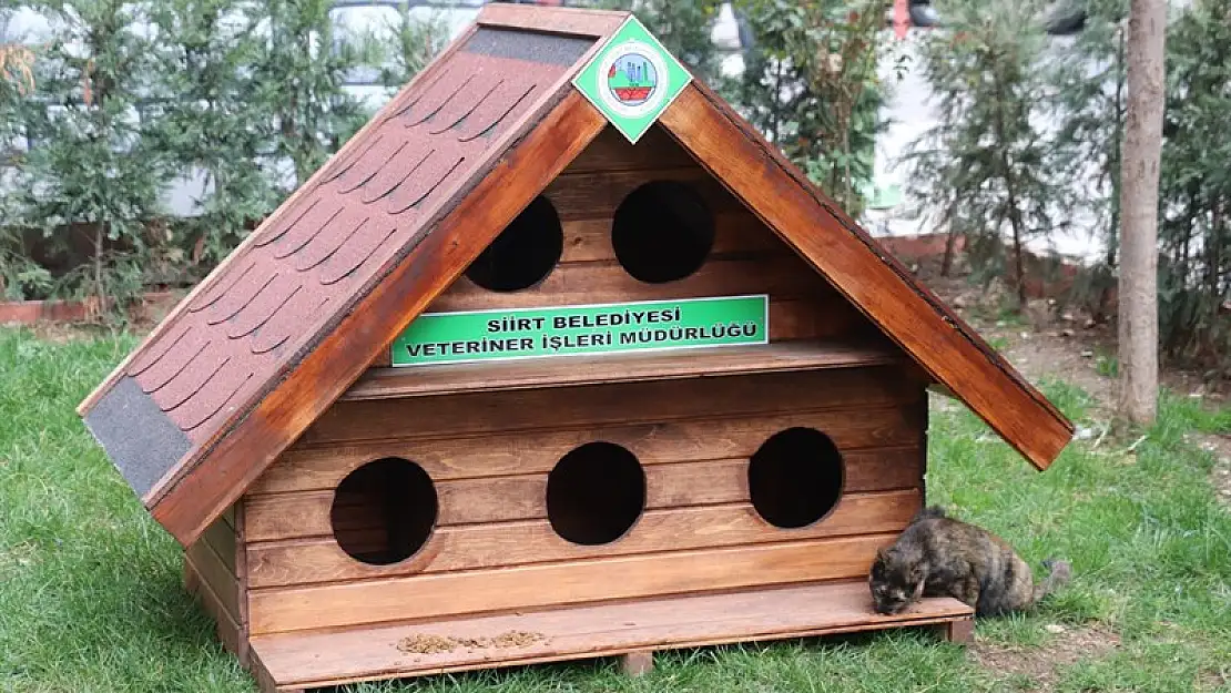 Siirt Belediyesi Kedi Evi Projesi