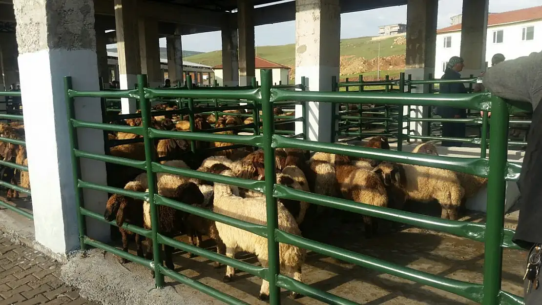 Siirt Belediyesi Kurban Bayramı Öncesi Satış ve Kesim Alanlarını Belirledi