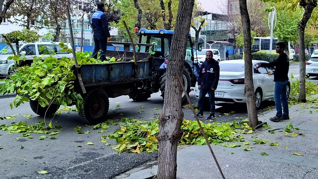 Siirt Belediyesi Şehir Merkezinde Ağaç Bakım ve Budama Çalışmalarına Devam Ediyor