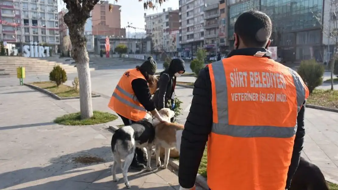 SİİRT BELEDİYESİ VETERİNER İŞLERİ MÜDÜRLÜĞÜ TARAFINDAN MAMA SATIN ALINACAK
