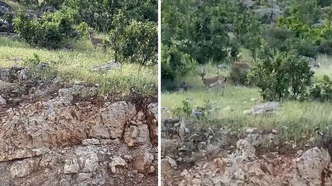 Siirt Eruh'ta Yaban Keçileri Kamerada: Doğal Yaşamın Sessiz Misafirleri Görüntülendi