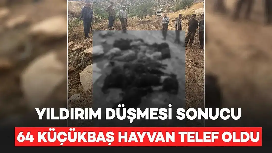 Siirt Eruh'ta Yıldırım Düşmesi Sonucu 64 Keçi Telef Oldu