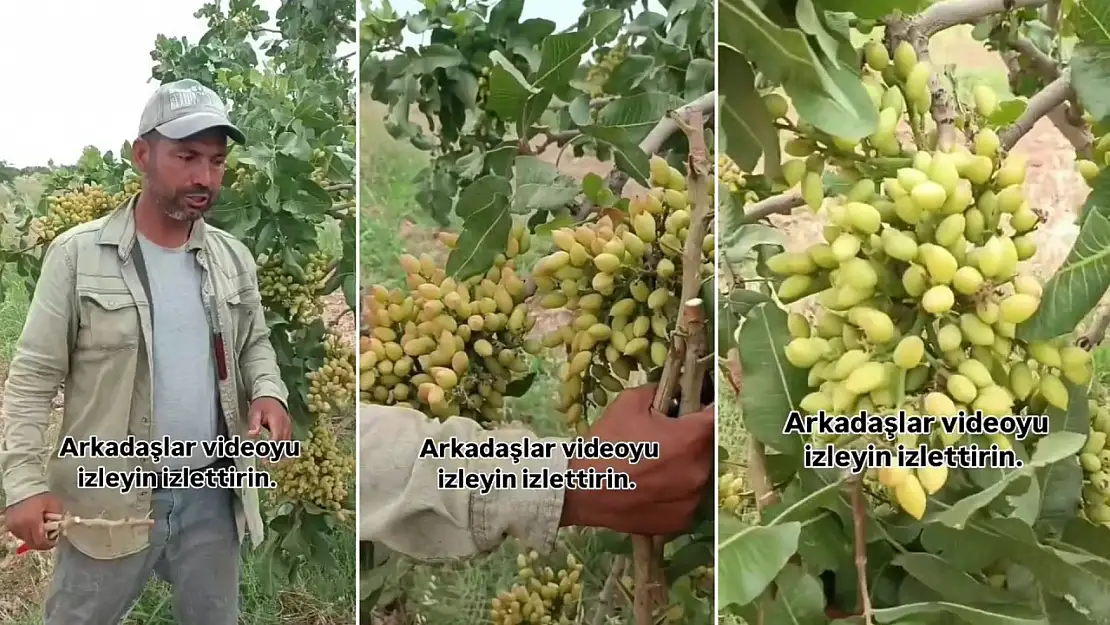 ''Siirt Fıstığı'' Şanlıurfa'da Rekor Verimle Yüz Güldürdü: Aşı Ustası Almaz'dan Örnek Uygulama