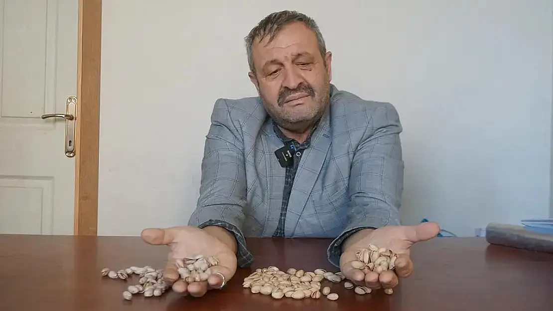 Siirt Fıstığı Tehdit Altında!
