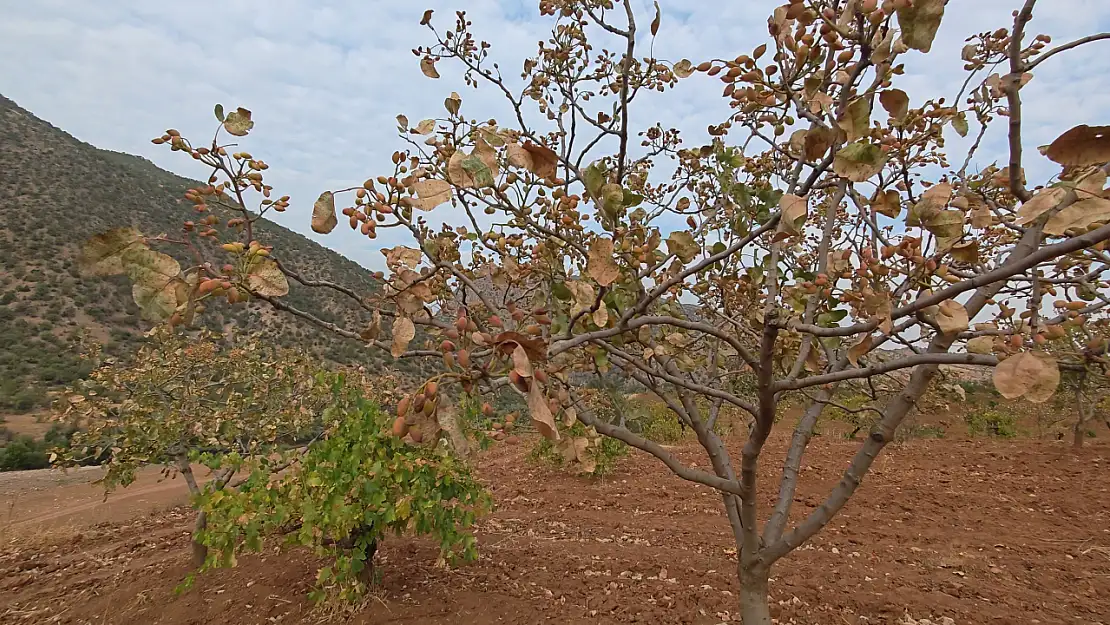 Siirt Fıstığına Sıcak Hava Darbesi