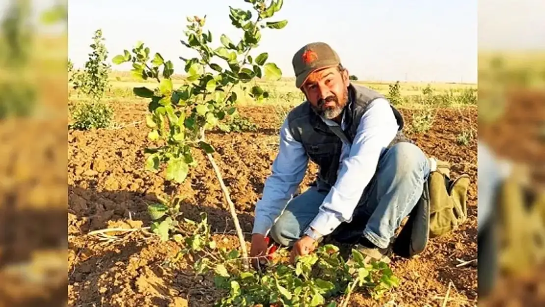 Siirt Fıstığında Aşılama Dönemi