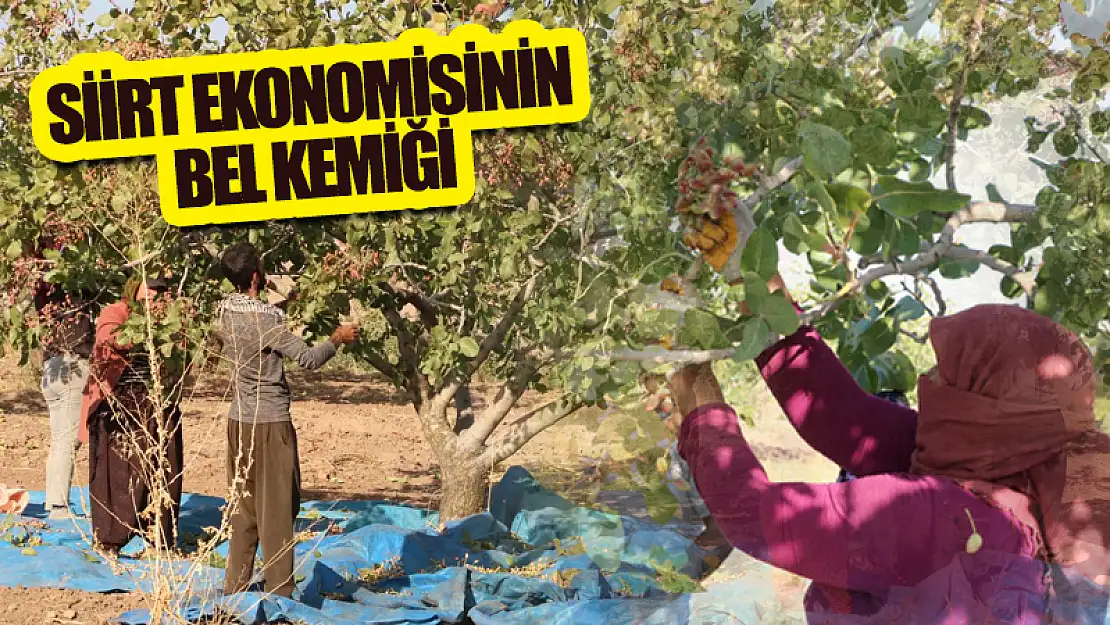 Siirt Fıstığında Hasat Devam Ediyor