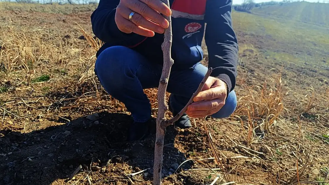 Siirt Fıstığında Verimliliği Artırma Çalışmaları