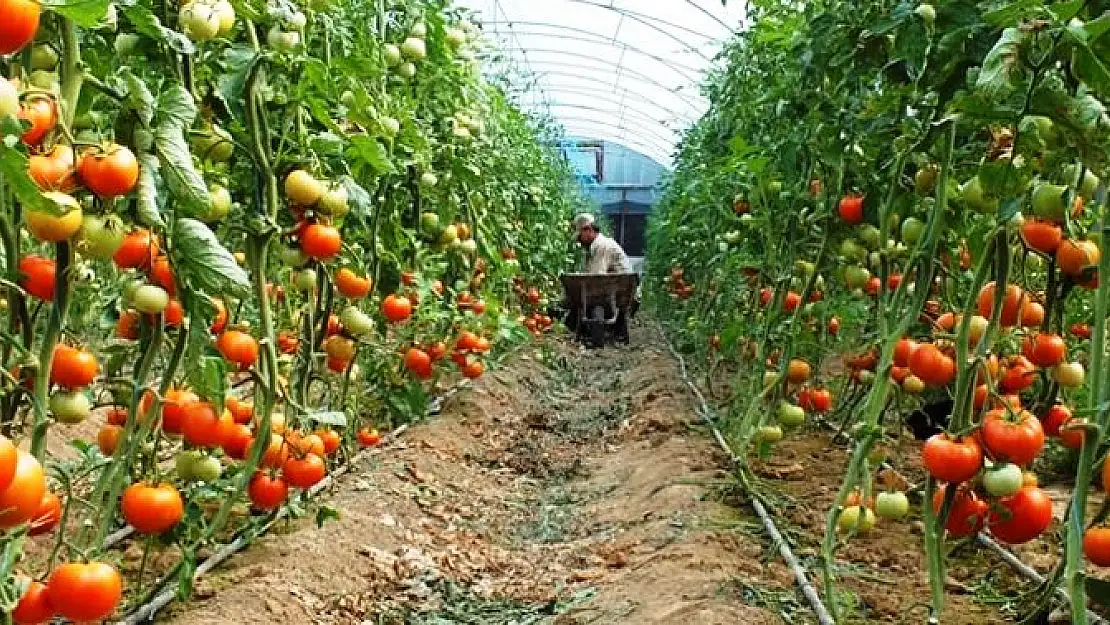SİİRT İL TARIM VE ORMAN MÜDÜRLÜĞÜ, SEBZE FİDESİ DAĞITIMI YAPACAK