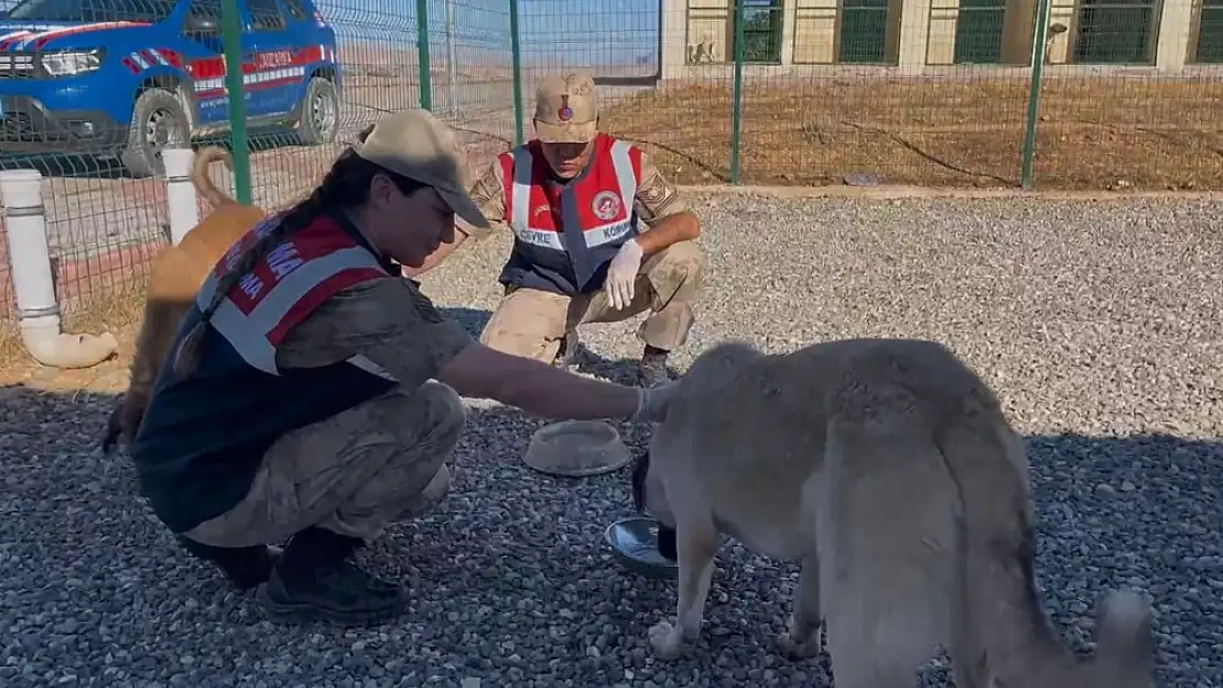 Siirt Jandarma'sından Çevre Dostu Denetim ve Bilinçlendirme Faaliyetleri