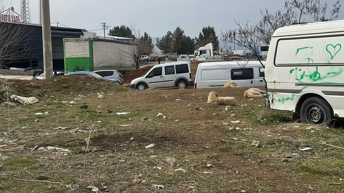 Siirt Küçük Sanayi Sitesinde Başıboş Köpekler Tehlike Saçıyor