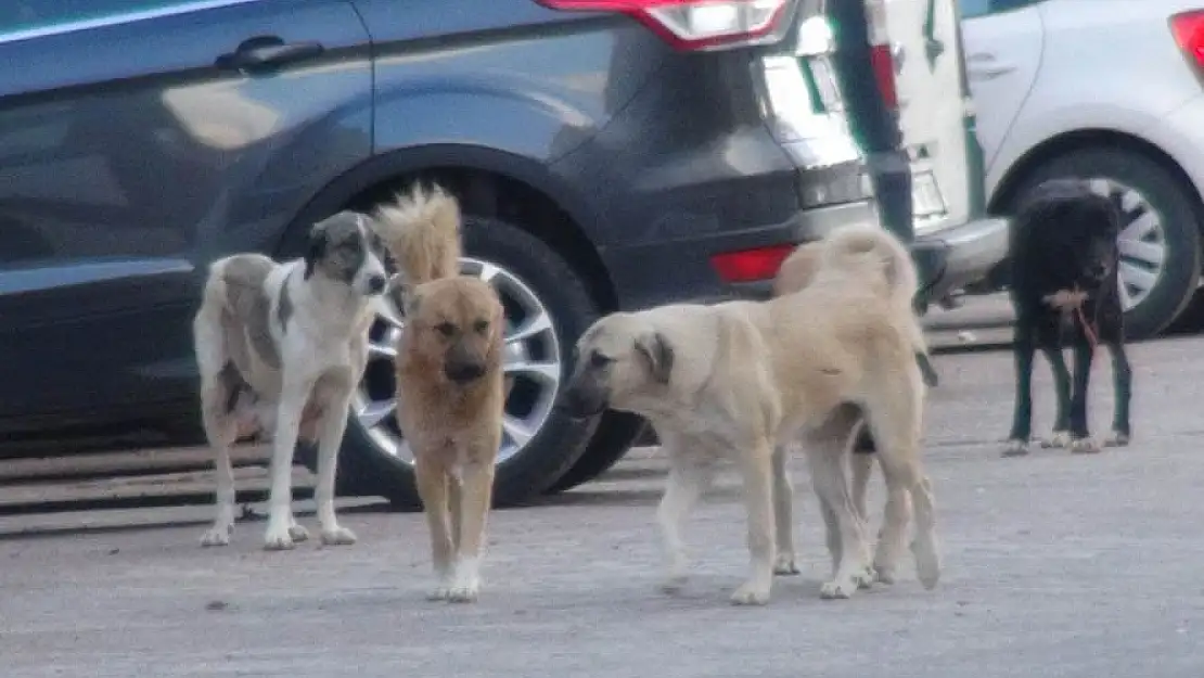 Siirt Küçük Sanayi Sitesi'nde Köpek Korkusu!