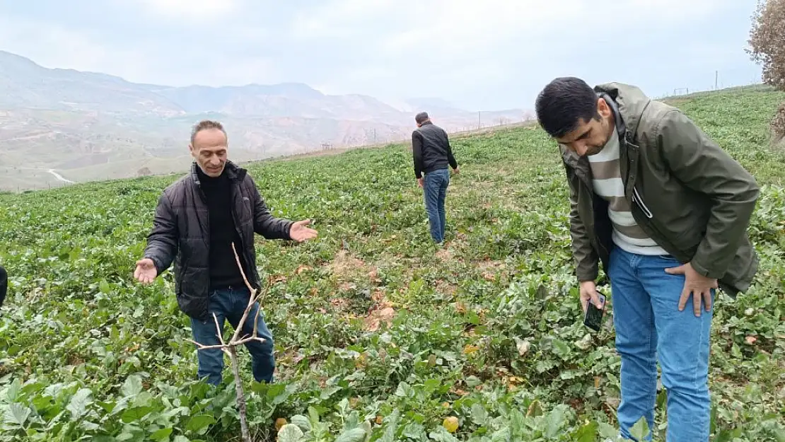 Siirt Tarım ve Orman İl Müdürlüğü Yabancı Ot Mücadelesi Konusunda Üreticileri Uyardı