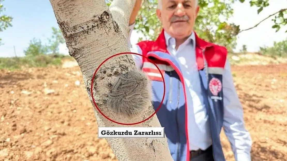 Siirt Tarım ve Orman Müdürlüğü Teknik Elemanları Fıstık Bahçelerinde İncelemeler Yapıyor
