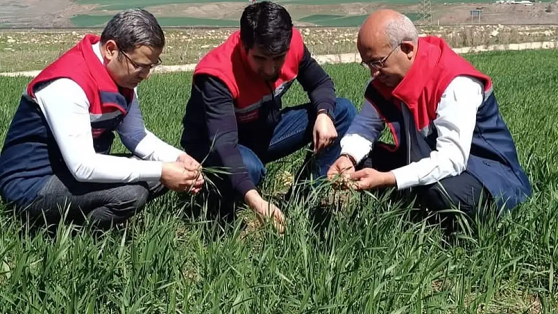 Siirt Tarım Yetkilileri Fenolojik Gözlemde Bulundu