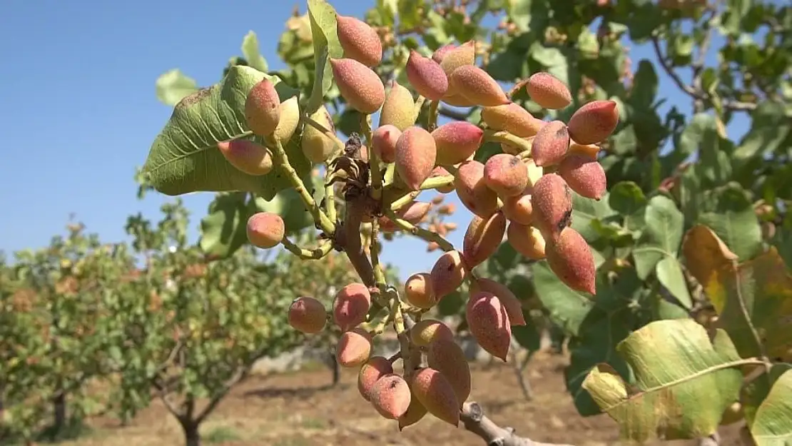 Siirt'te Fıstık Üreticilerine Hastalık Uyarısı