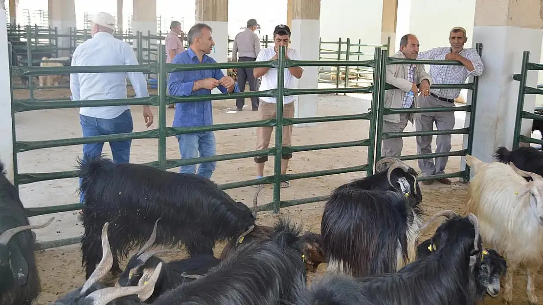 Siirt'te Hayvan Pazarı Geçici Olarak Kapalı! Yetkililer: 'Şu An Risk Yok'