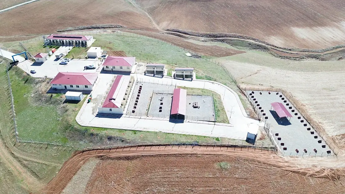Siirt'te Hayvansever Proje: Modern Barınakla Sokaklar Güvende, Canlar Emin Ellerde!