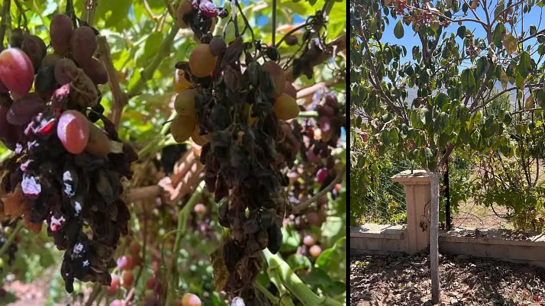 Siirt'te Kavurucu Sıcaklar Üzüm Bahçelerini Vurdu