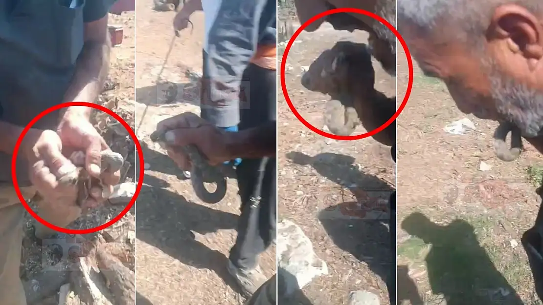 Siirt'te Odun Keserken Yılanla Karşılaştı: Elleriyla Yakaladı, Isırıp Doğaya Saldı