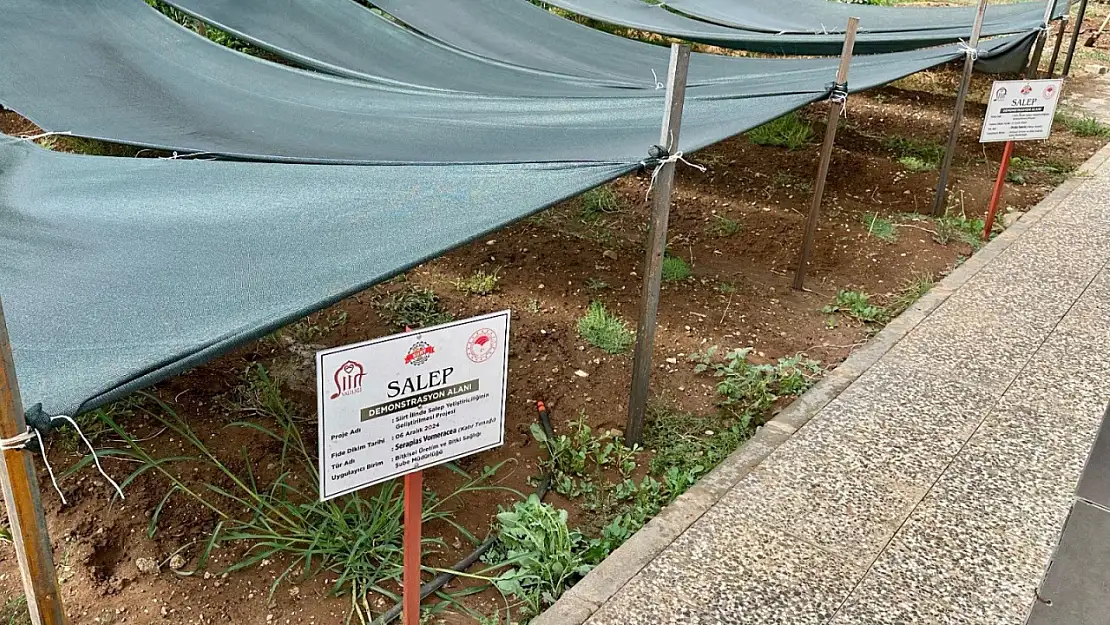 Siirt'te Salep Üretimi İçin Yeni Adım