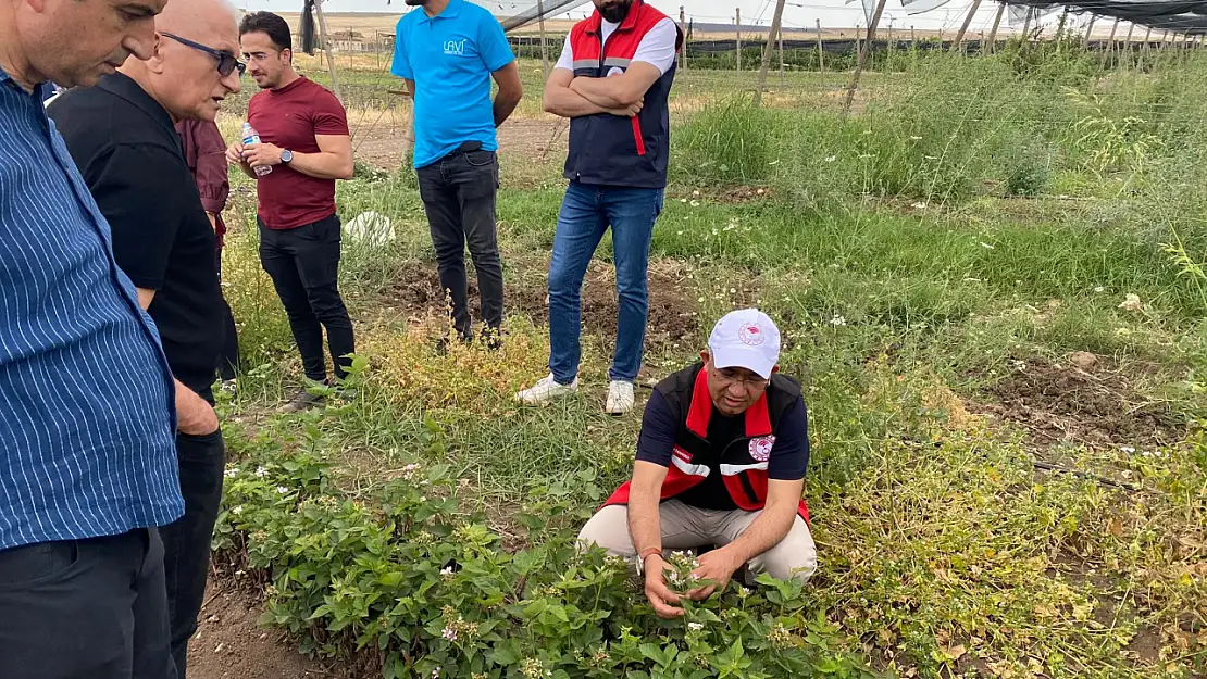 Siirt'te Tarım Ekonomisine 34 Milyon TL'lik Destek: 250 Dekar Böğürtlen Ekimi Başlıyor