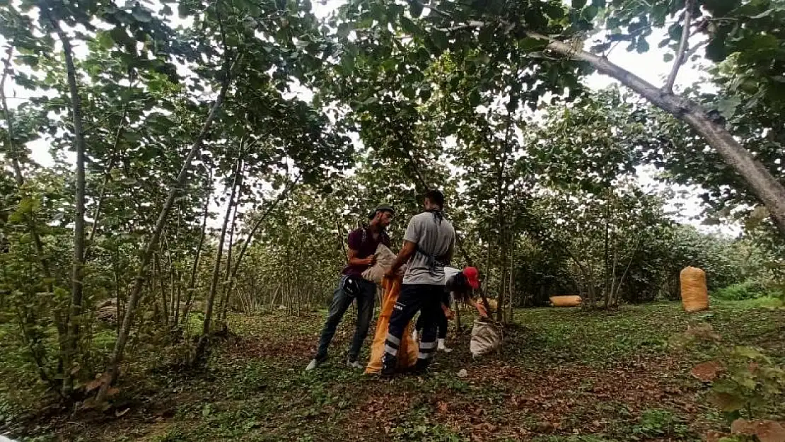 Siirt'ten Karadeniz'e Fındık Hasadı İçin Göç Başladı